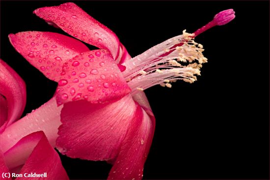 Missing Image: i_0050.jpg - Christmas-Cactus