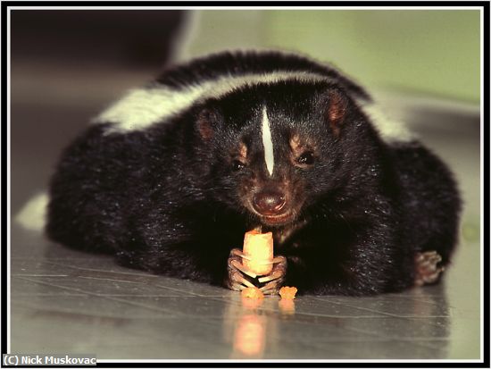 Missing Image: i_0057.jpg - THIS-SKUNK-LOVES-CARROTS