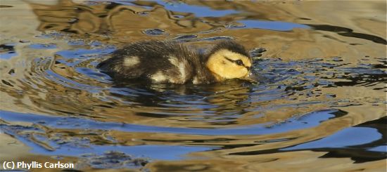 Missing Image: i_0058.jpg - BABY DUCK