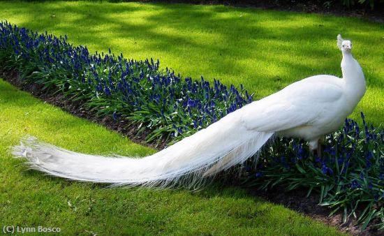 Missing Image: i_0001.jpg - Keukenhof-Peacock