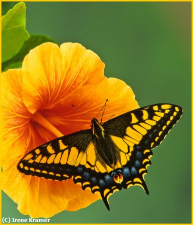 Missing Image: i_0003.jpg - Tiger Swallowtail