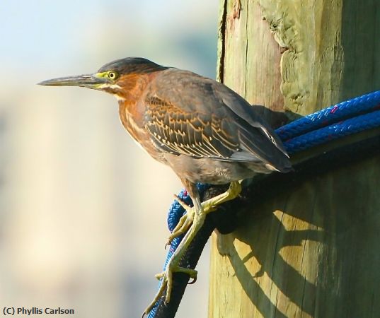 Missing Image: i_0008.jpg - LITTLE GREEN HERON