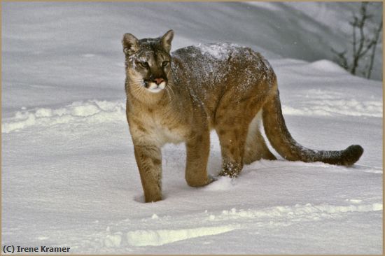 Missing Image: i_0031.jpg - The Tracker -- Cougar