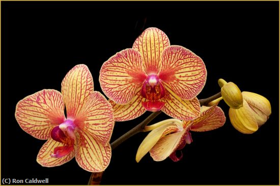 Missing Image: i_0036.jpg - Red and Yellow Orchid