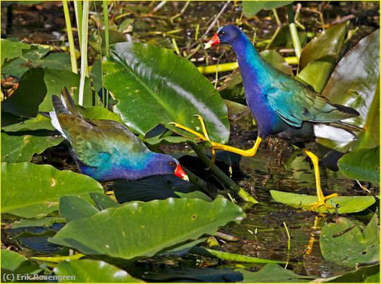 Missing Image: i_0037.jpg - Twin-Purple-Gallinule