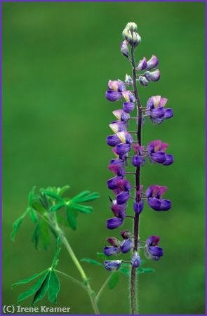 Missing Image: i_0038.jpg - Alaskan Nootka Lupine