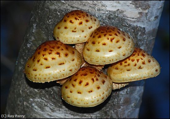 Missing Image: i_0044.jpg - Five Mushrooms on Birch Tree