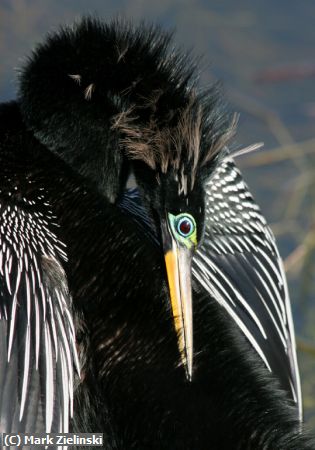 Missing Image: i_0047.jpg - Anhingna Pruning Feathers