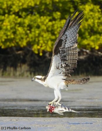 Missing Image: i_0050.jpg - SHEEPSHEAD FOR LUNCH