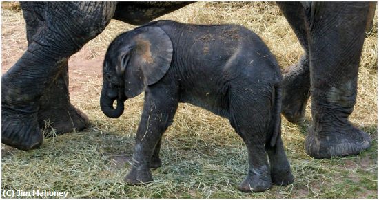 Missing Image: i_0051.jpg - Baby Elephant