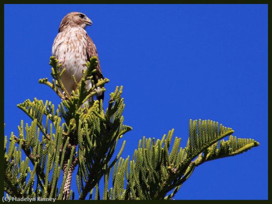 Missing Image: i_0055.jpg - Hawk (2)