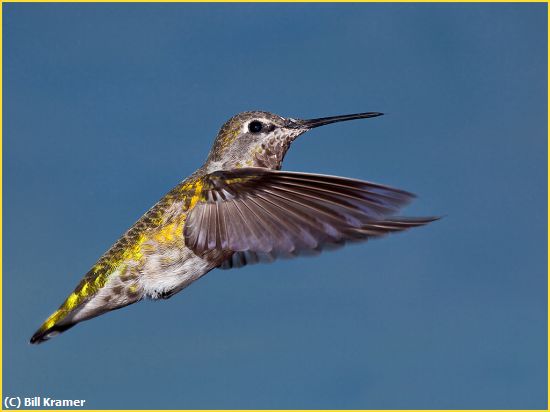 Missing Image: i_0056.jpg - Blue-throated Hummer