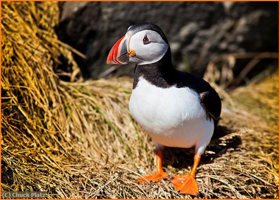 Missing Image: i_0057.jpg - ATLANTIC PUFFIN