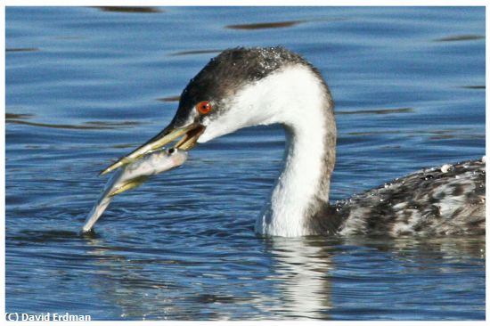 Missing Image: i_0058.jpg - Western Grebe