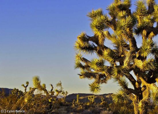 Missing Image: i_0064.jpg - Joshua-Tree