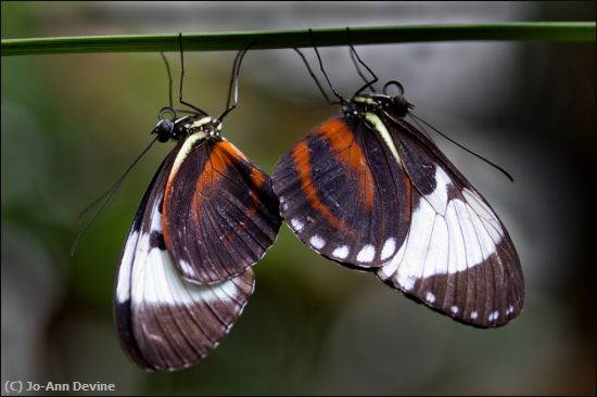 Missing Image: i_0065.jpg - Butterfly Pair