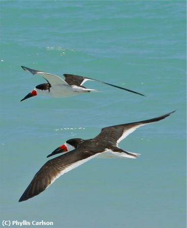 Missing Image: i_0066.jpg - TWO SKIMMERS