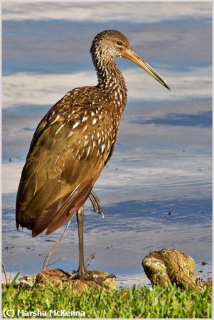 Missing Image: i_0069.jpg - Imature Curlew