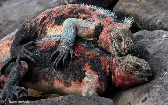 Missing Image: i_0070.jpg - Warmth, Iguana Style