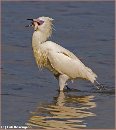 Missing Image: i_0071.jpg - Tailess-fish-Reddish-Egret-Morph