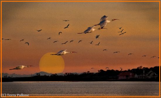 Missing Image: i_0010.jpg - Safety-Harbor-Sunset