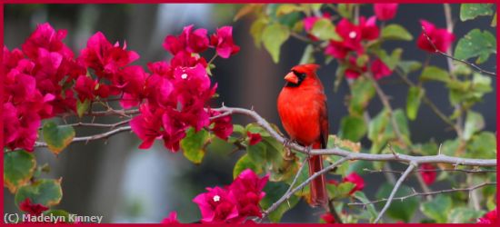 Missing Image: i_0019.jpg - Cardinal in the Bush