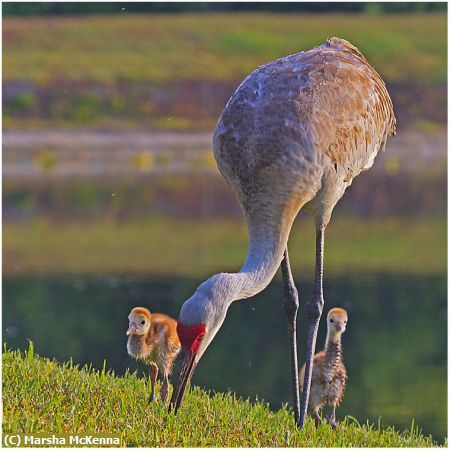 Missing Image: i_0022.jpg - Mama & Chicks