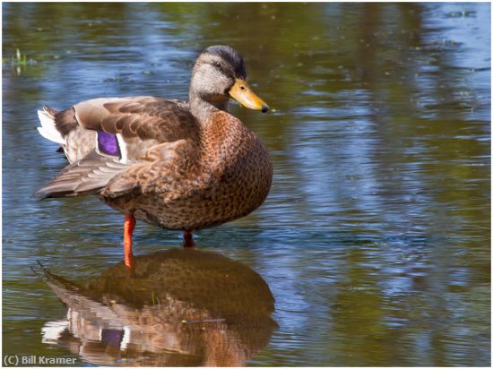 Missing Image: i_0027.jpg - Mallard-Duck