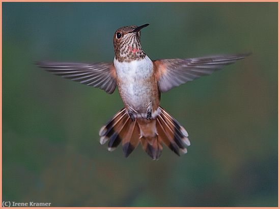 Missing Image: i_0029.jpg - Rufous Hummingbird