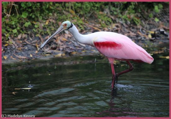 Missing Image: i_0033.jpg - Spoonbill Drip