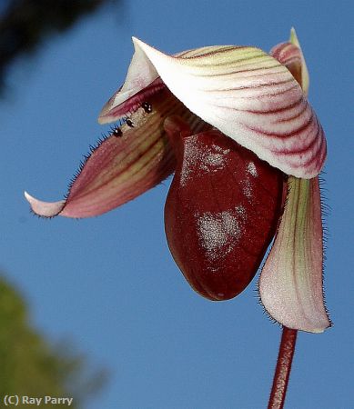 Missing Image: i_0009.jpg - New Lady Slipper