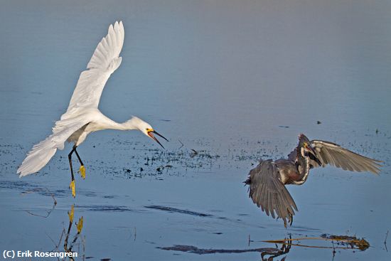 Missing Image: i_0014.jpg - Protecting-his-territory-Egret-Trico