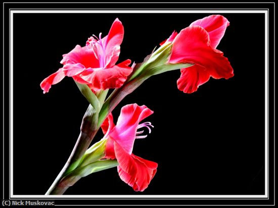 Missing Image: i_0017.jpg - Gladiola