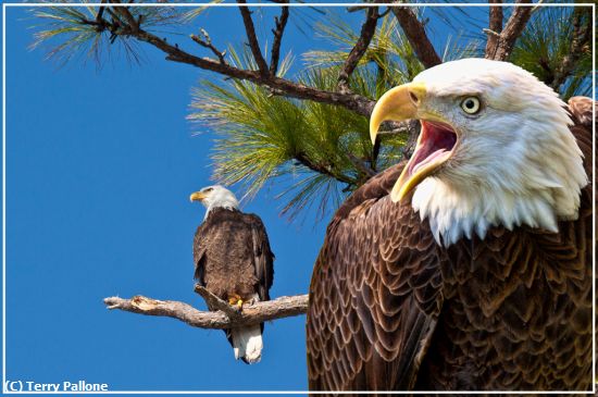 Missing Image: i_0020.jpg - Screaming-Eagle