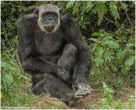 Missing Image: i_0022.jpg - ChimpanzeeKenya