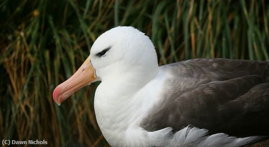 Missing Image: i_0032.jpg - Black-browed Albatross