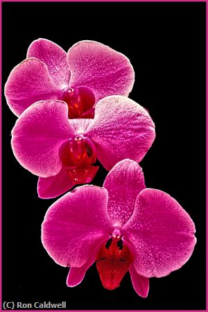 Missing Image: i_0033.jpg - 3 Orchid Blossoms