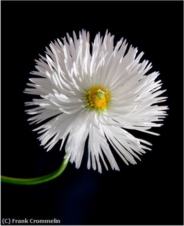 Missing Image: i_0036.jpg - White Flower
