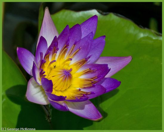 Missing Image: i_0037.jpg - Water Lilly
