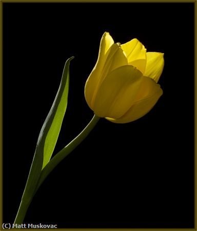 Missing Image: i_0045.jpg - Yellow Tulip