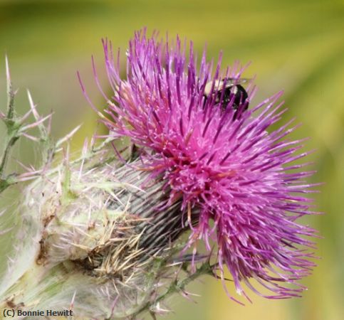 Missing Image: i_0046.jpg - Thistle With a Bee