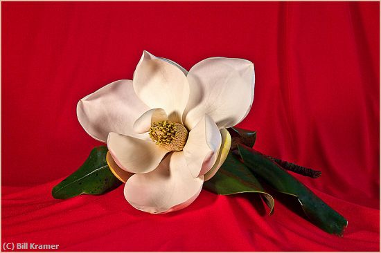 Missing Image: i_0050.jpg - Magnolia-on-Red