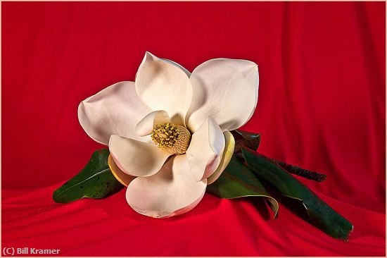 Missing Image: i_0050.jpg - Magnolia-on-Red