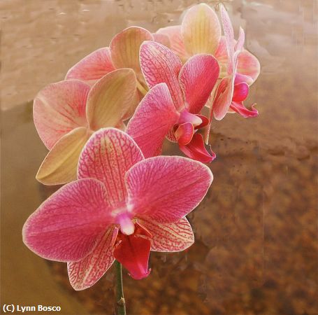 Missing Image: i_0057.jpg - Phalenopsis Orchid