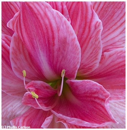 Missing Image: i_0058.jpg - AMARYLLIS