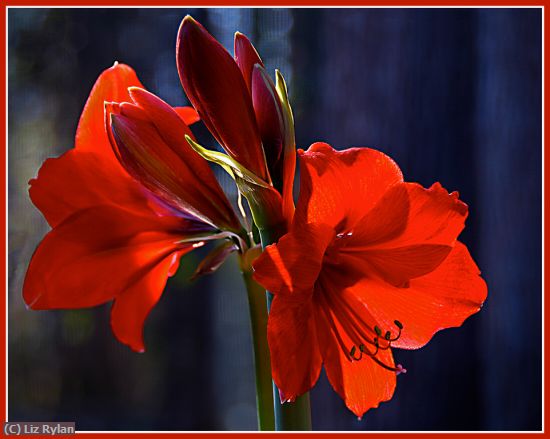 Missing Image: i_0059.jpg - RED-AMARYLLIS