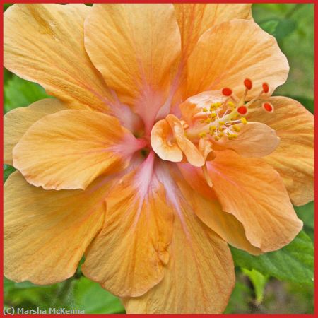 Missing Image: i_0060.jpg - Hibiscus