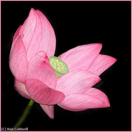 Missing Image: i_0007.jpg - Lotus Blossom