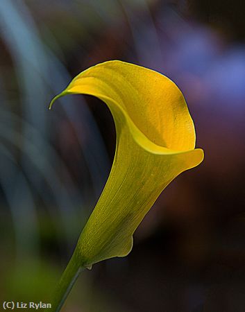 Missing Image: i_0014.jpg - Calla-Lily