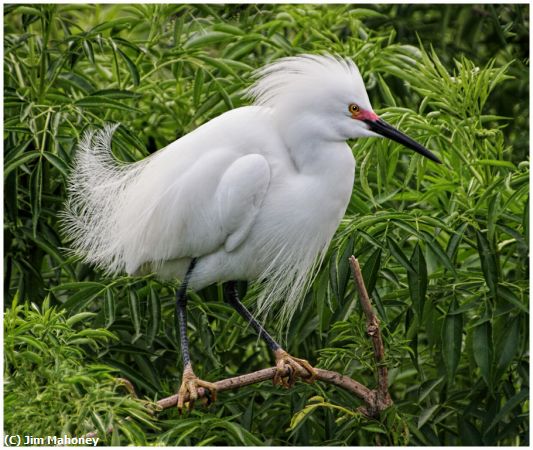 Missing Image: i_0026.jpg - Egret